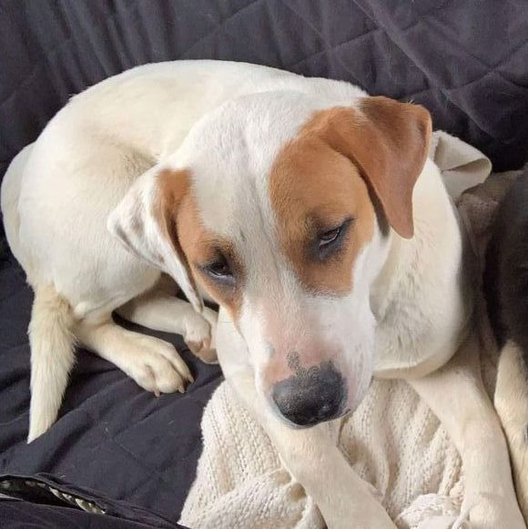 Great pyrenees and 2024 american bulldog mix