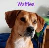 Foster Me! Waffles