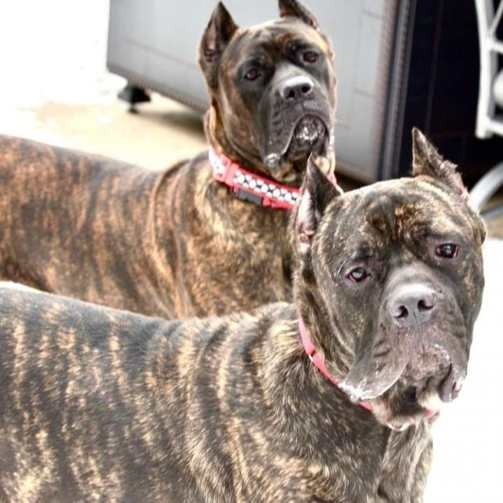 are cane corso puppies lazy