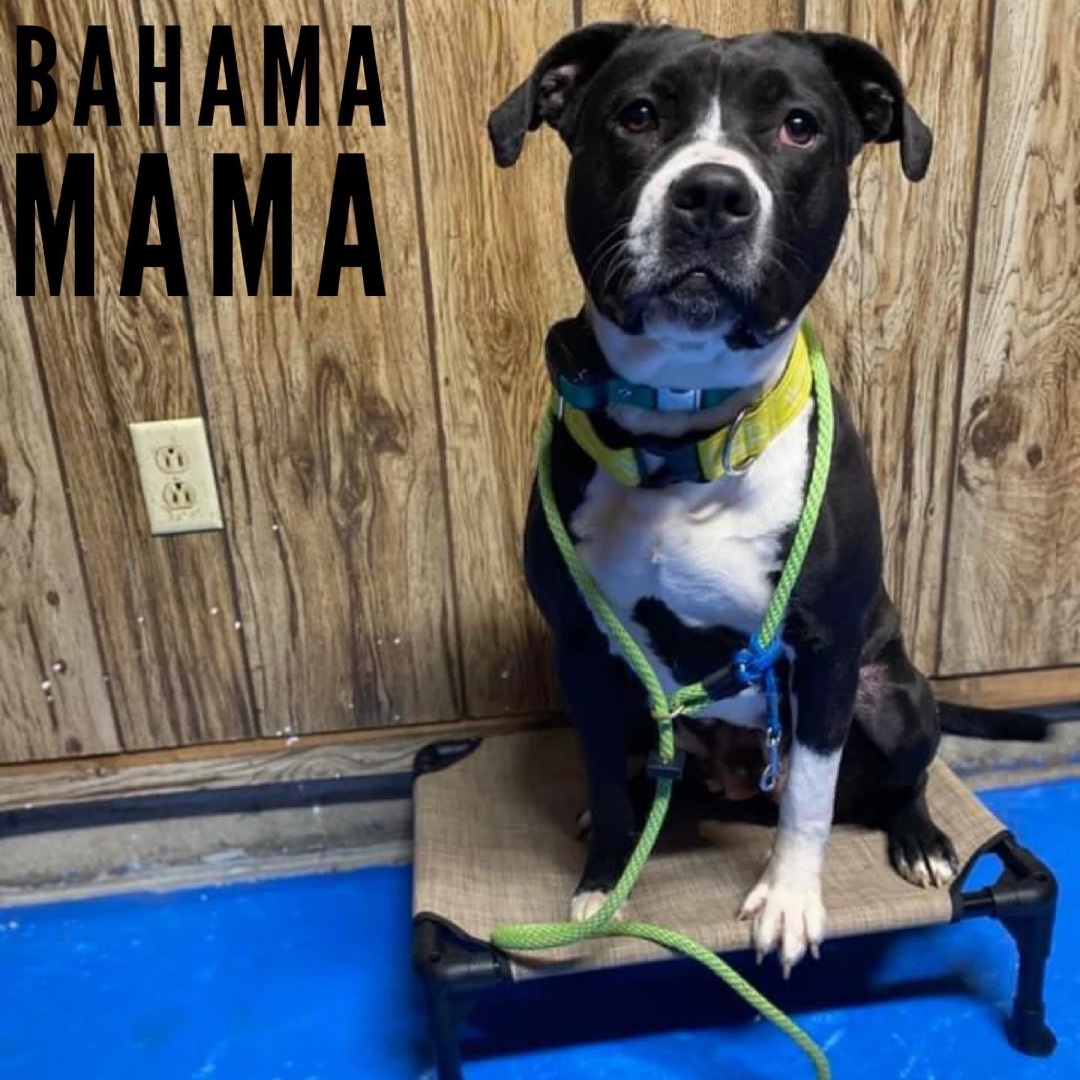 Bahama Mama, an adoptable American Staffordshire Terrier, Pit Bull Terrier in Avon, OH, 44145 | Photo Image 1