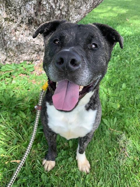 BJORN, an adoptable Pit Bull Terrier, Mixed Breed in Albuquerque, NM, 87112 | Photo Image 1