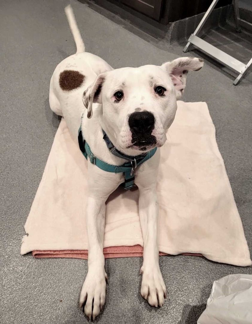 Polar, an adoptable Mixed Breed in Canal Winchester, OH, 43110 | Photo Image 2