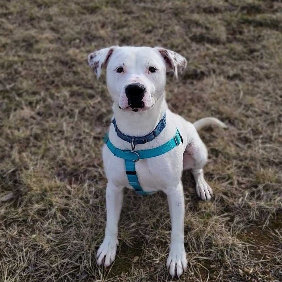 Polar, an adoptable Mixed Breed in Canal Winchester, OH, 43110 | Photo Image 3
