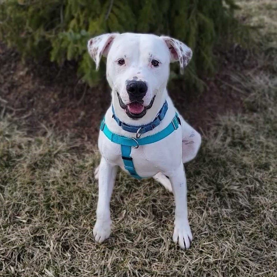 Polar, an adoptable Mixed Breed in Canal Winchester, OH, 43110 | Photo Image 1