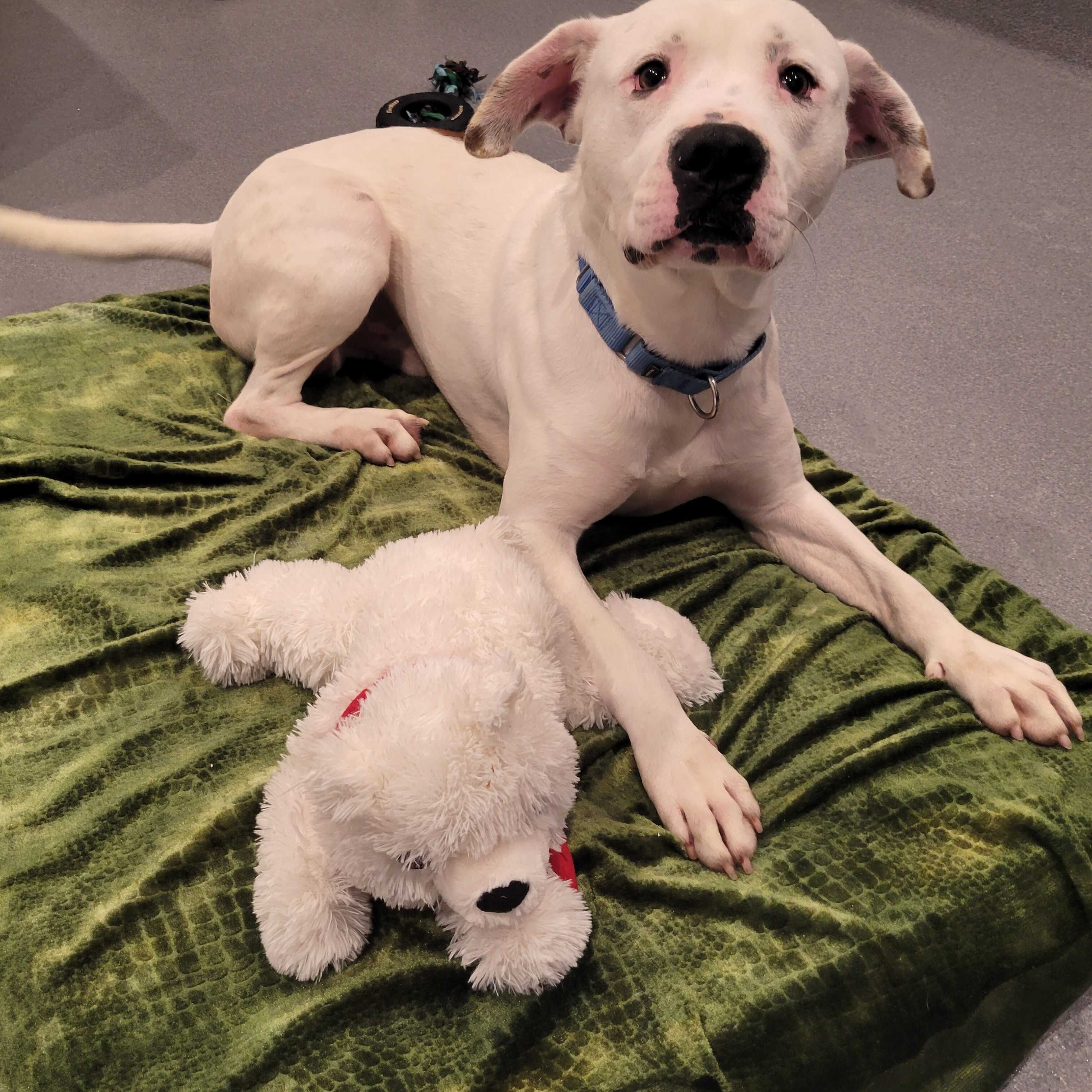 Polar, an adoptable Mixed Breed in Canal Winchester, OH, 43110 | Photo Image 4