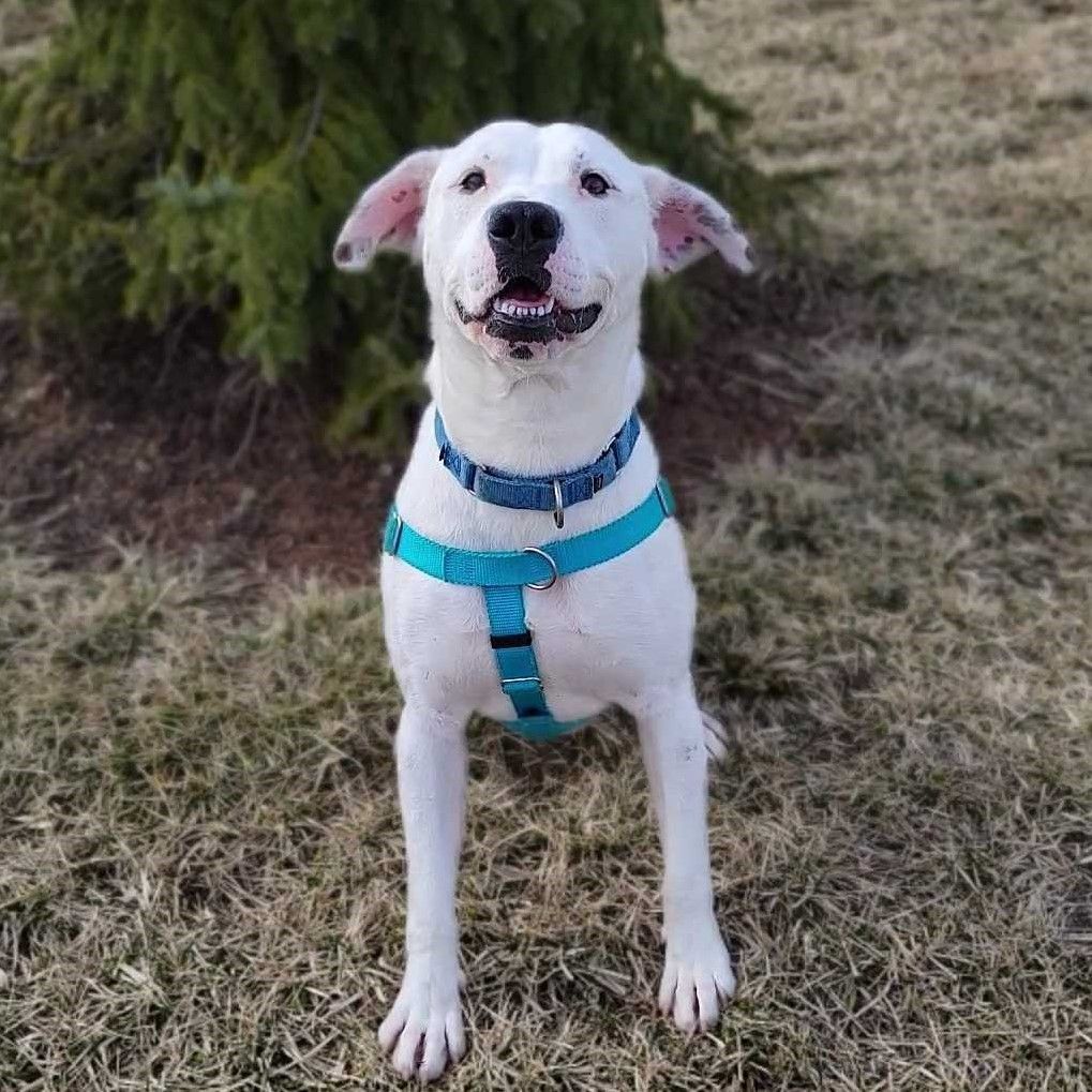 Polar, an adoptable Mixed Breed in Canal Winchester, OH, 43110 | Photo Image 5