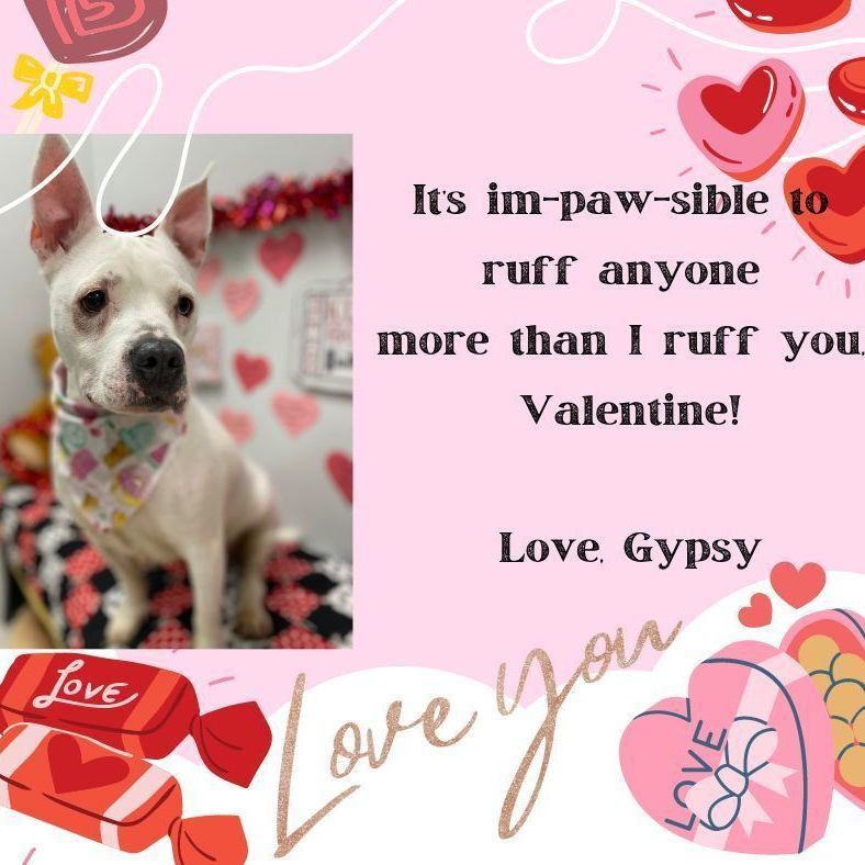 Gypsy, an adoptable American Bully in Effingham, IL, 62401 | Photo Image 1