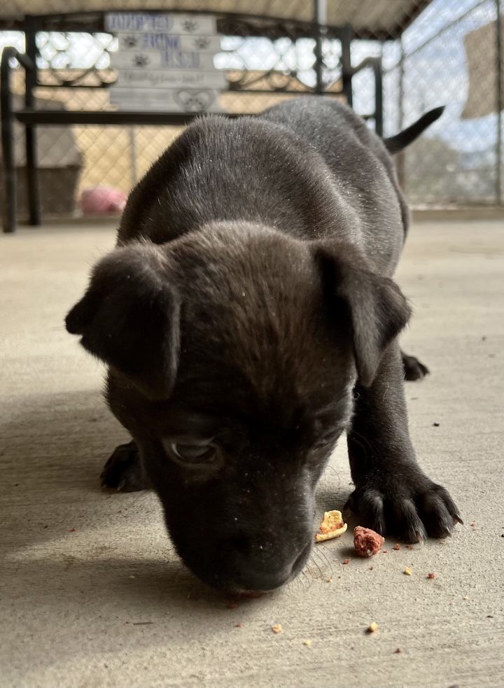 Barney, an adoptable Pit Bull Terrier in Uvalde, TX_image-3