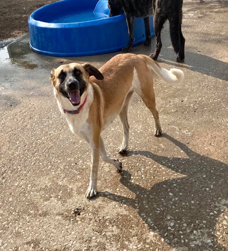 Whiskey- Adoption fee sponsored, an adoptable Labrador Retriever, Cattle Dog in Kansas City, MO, 64114 | Photo Image 2