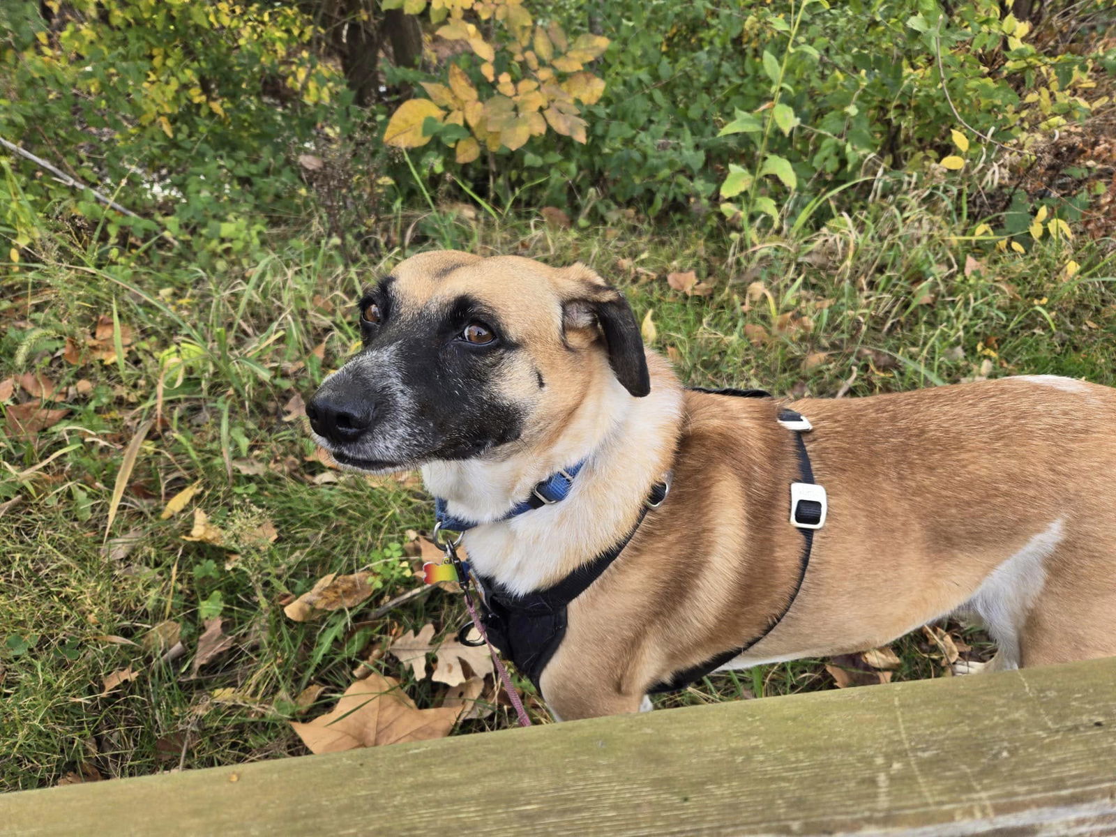 Whiskey- Adoption fee sponsored, an adoptable Labrador Retriever, Cattle Dog in Kansas City, MO, 64114 | Photo Image 2