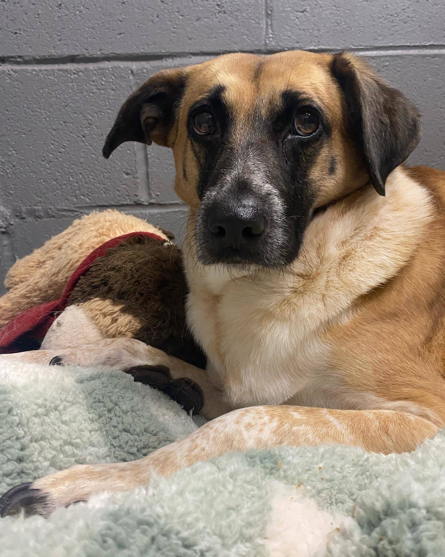 Whiskey- Adoption fee sponsored, an adoptable Labrador Retriever, Cattle Dog in Kansas City, MO, 64114 | Photo Image 3