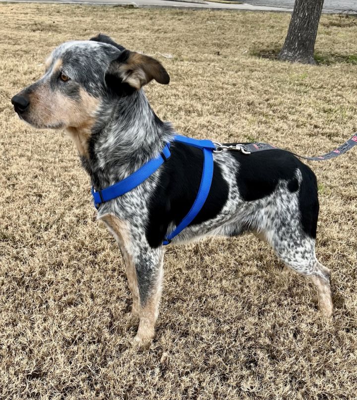 Fred, an adoptable Australian Cattle Dog / Blue Heeler in Uvalde, TX_image-3