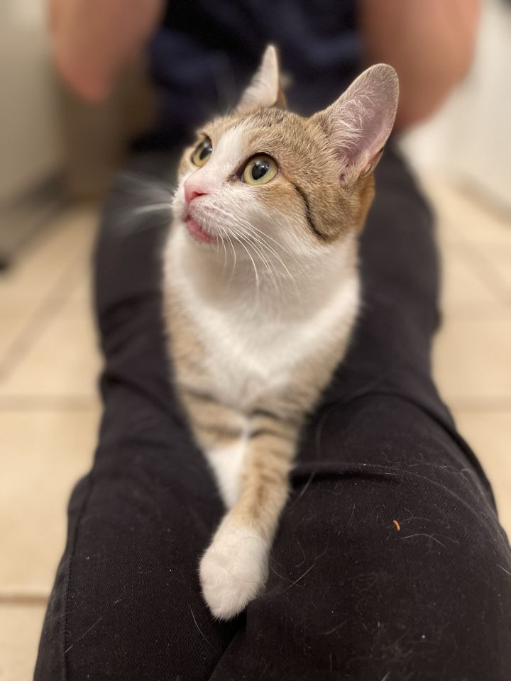 Bagel (adopted), an adopted Domestic Short Hair & Tabby Mix in San Francisco, CA_image-2