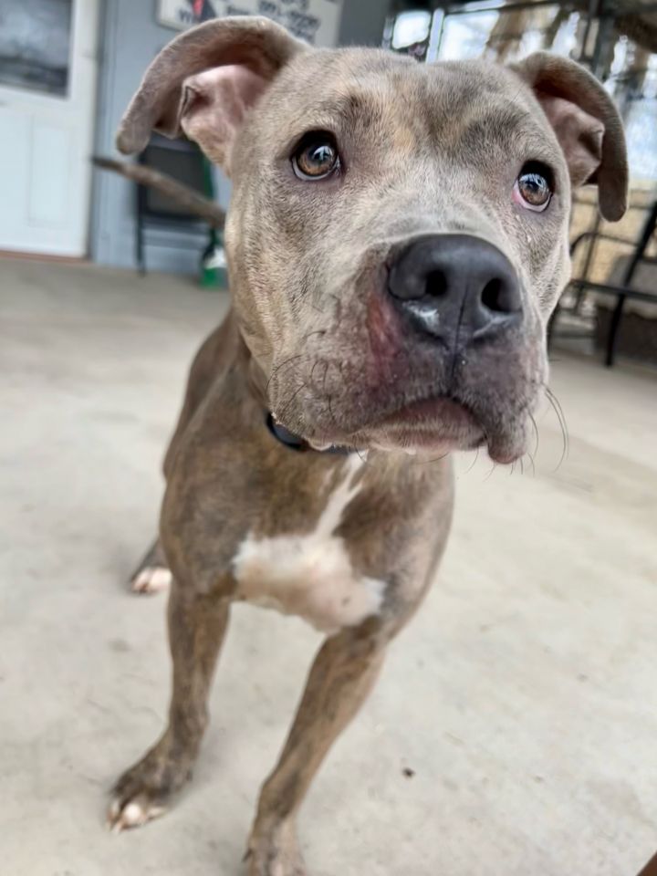 Jade, an adoptable Pit Bull Terrier in Uvalde, TX_image-2