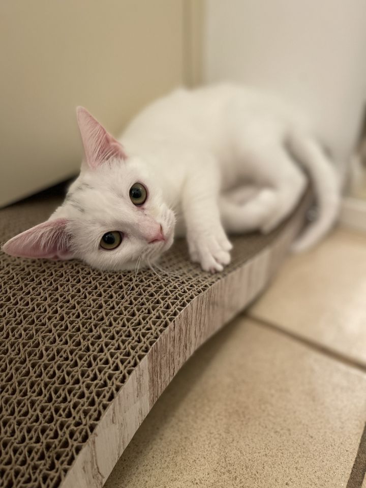 Cream Cheese (adopted) , an adopted Domestic Short Hair in San Francisco, CA_image-1