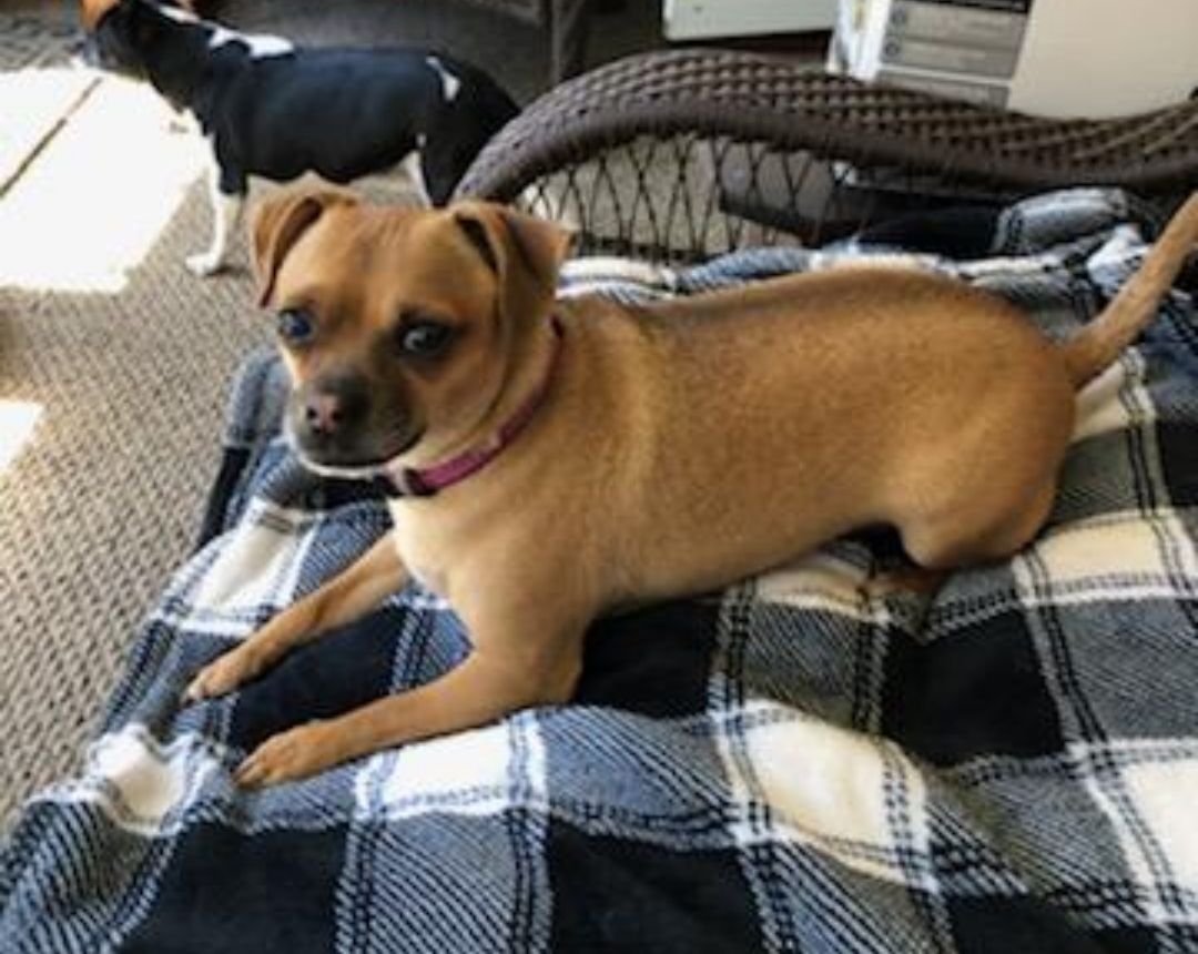 Nicholas, an adoptable Chihuahua in Lacona, NY, 13083 | Photo Image 1