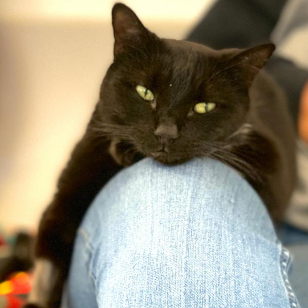 Molly, an adoptable Domestic Short Hair in Kanab, UT, 84741 | Photo Image 4