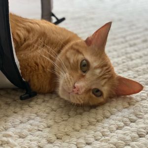Clyde is a sweet and loving boy in search of his furever home He loves cuddles catnip and treats 
