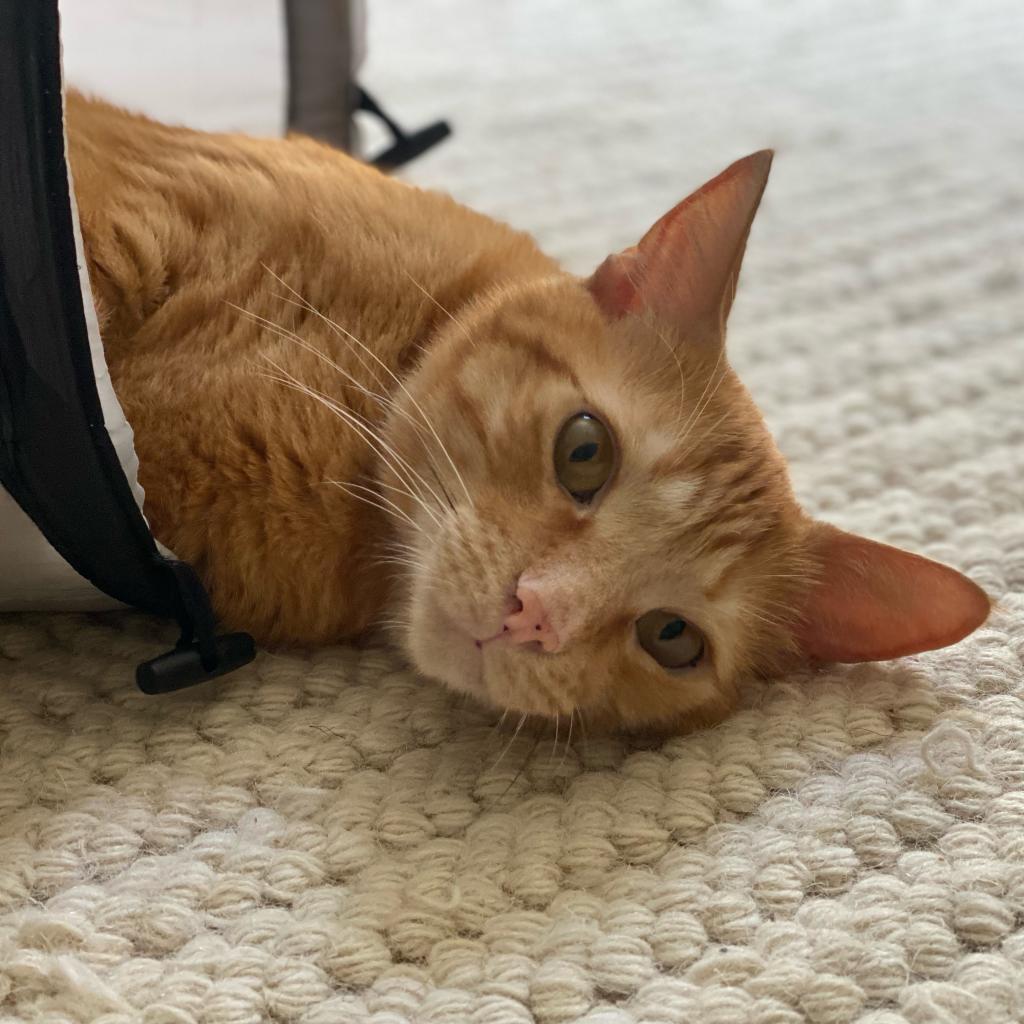 Clyde, an adoptable Domestic Short Hair in Los Angeles, CA, 90016 | Photo Image 1