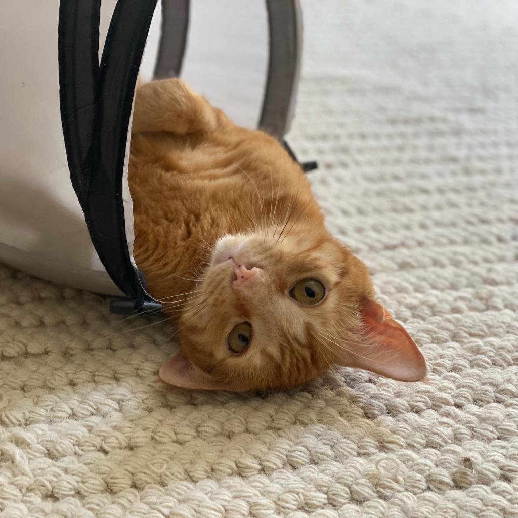 Clyde, an adoptable Domestic Short Hair in Los Angeles, CA, 90016 | Photo Image 2