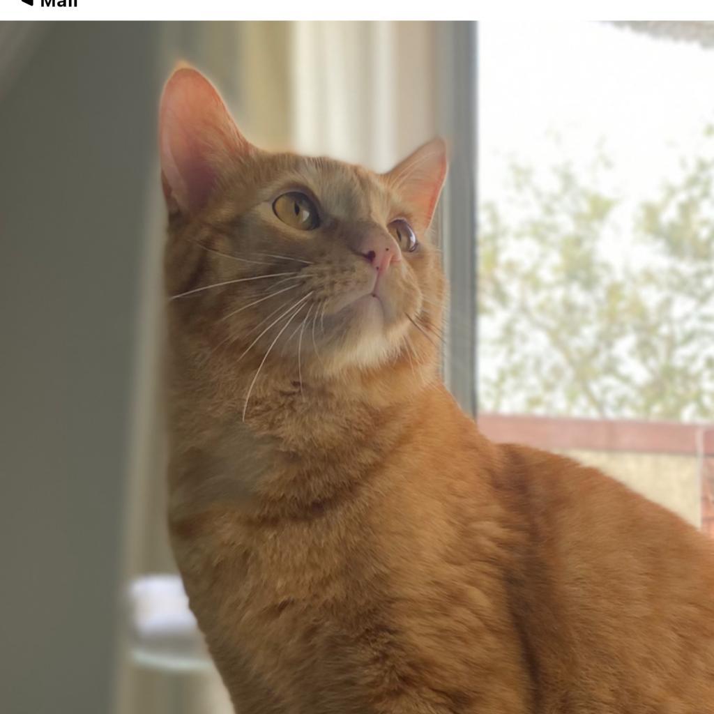 Clyde, an adoptable Domestic Short Hair in Los Angeles, CA, 90016 | Photo Image 3