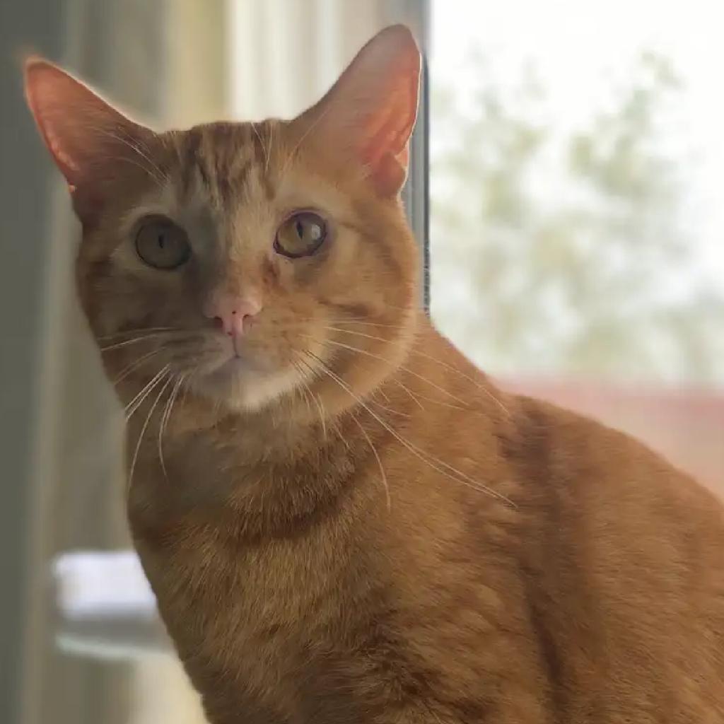 Clyde, an adoptable Domestic Short Hair in Los Angeles, CA, 90016 | Photo Image 4