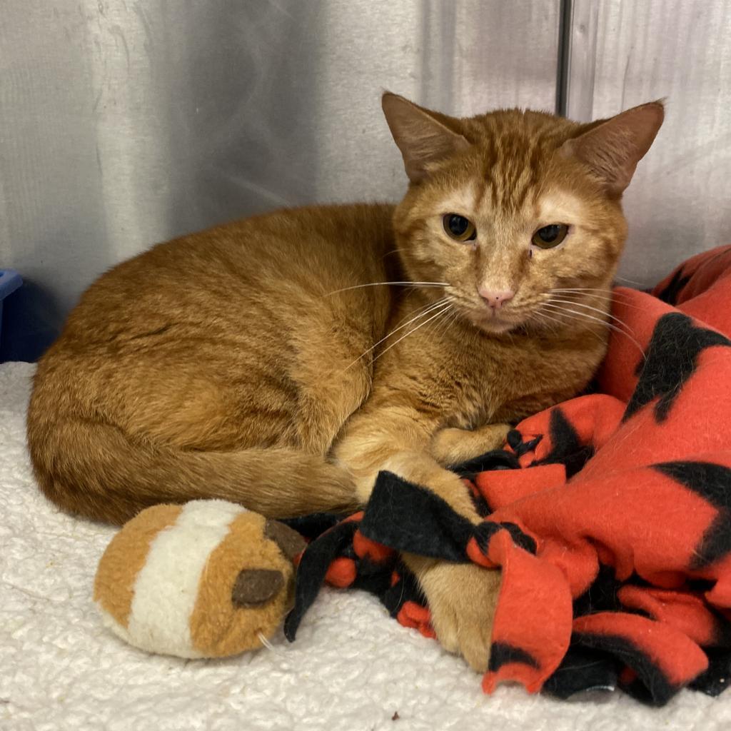 Clyde, an adoptable Domestic Short Hair in Los Angeles, CA, 90016 | Photo Image 5