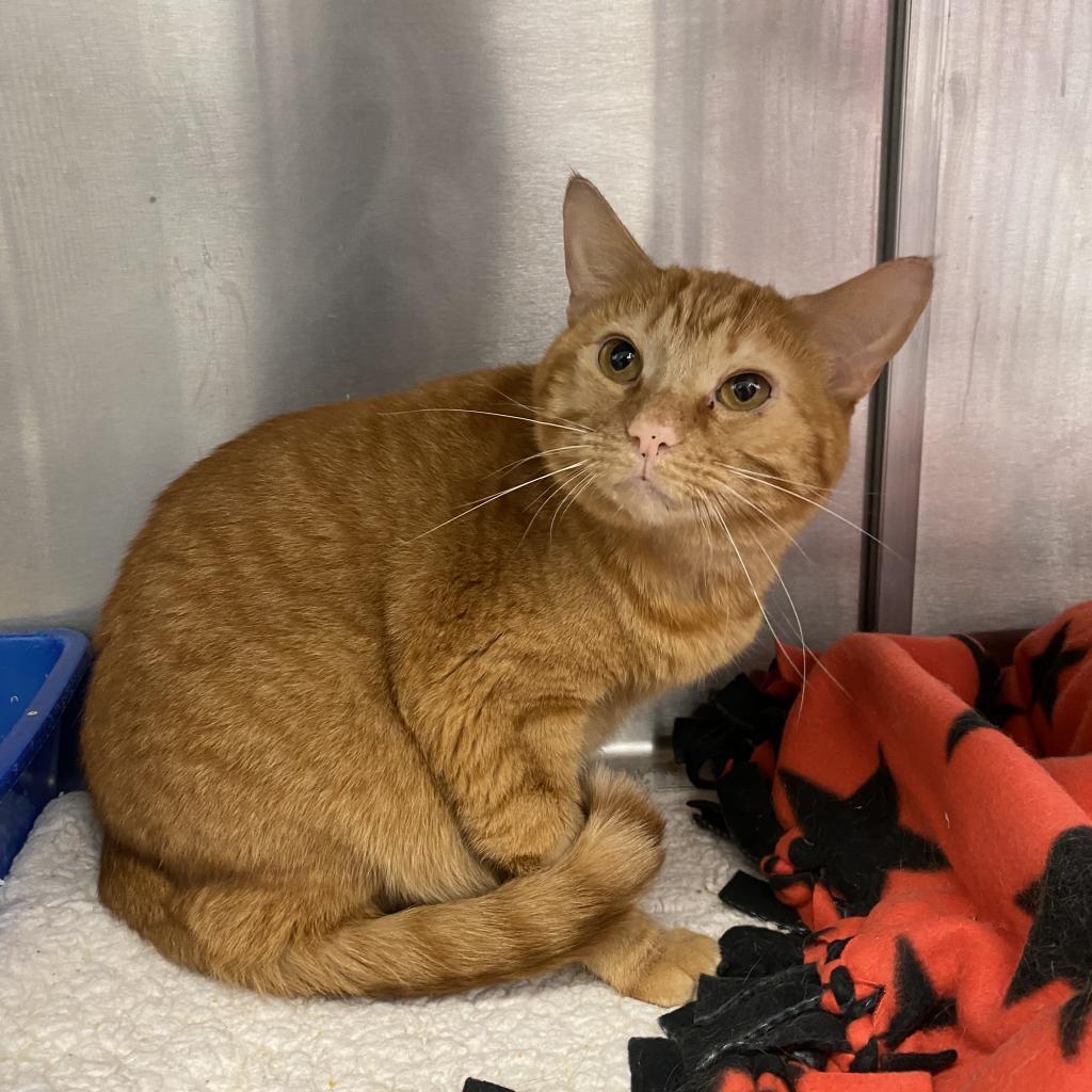 Clyde, an adoptable Domestic Short Hair in Los Angeles, CA, 90016 | Photo Image 6