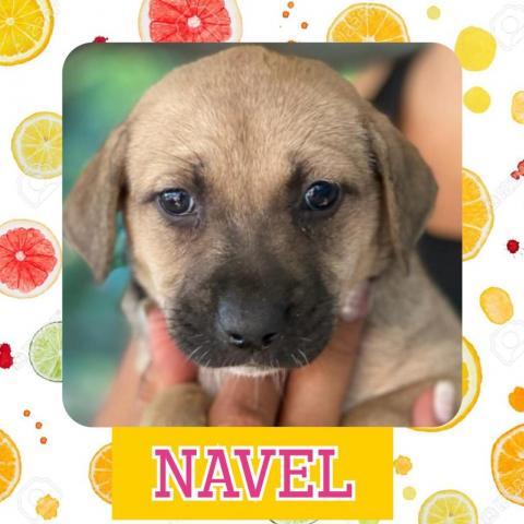 Navel, an adoptable Labrador Retriever Mix in Patterson, NY_image-2