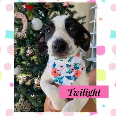 Twilight Sparkle, an adoptable Labrador Retriever Mix in Patterson, NY_image-1