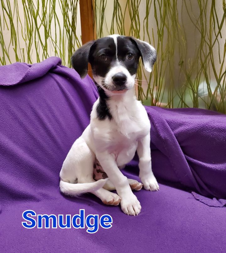 Smudge, an adoptable Terrier Mix in Naperville, IL_image-3