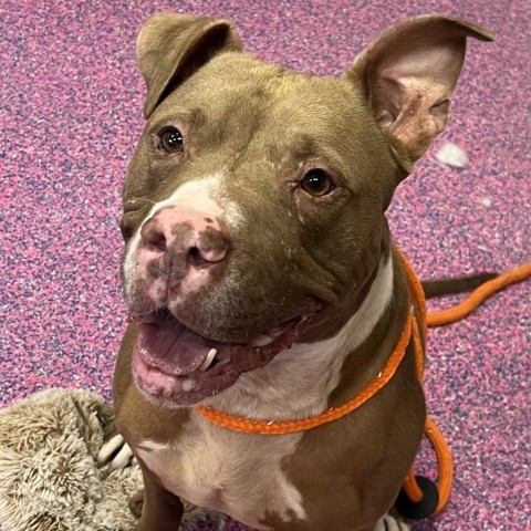 Cypress, an adoptable Pit Bull Terrier, Mixed Breed in Benton City, WA, 99320 | Photo Image 1