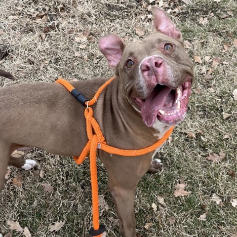 Cypress, an adoptable Pit Bull Terrier, Mixed Breed in Benton City, WA, 99320 | Photo Image 2