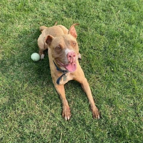 Cypress, an adoptable Pit Bull Terrier, Mixed Breed in Benton City, WA, 99320 | Photo Image 3