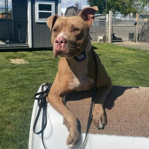 Cypress, an adoptable Pit Bull Terrier, Mixed Breed in Benton City, WA, 99320 | Photo Image 4
