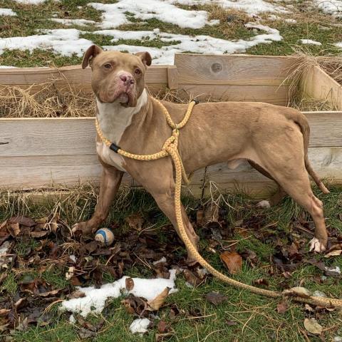 Cypress, an adoptable Pit Bull Terrier, Mixed Breed in Benton City, WA, 99320 | Photo Image 5