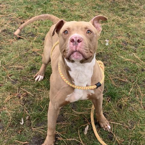 Cypress, an adoptable Pit Bull Terrier, Mixed Breed in Benton City, WA, 99320 | Photo Image 6