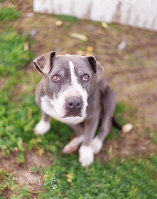 Dutchess, an adoptable American Staffordshire Terrier, American Bully in Madera, CA, 93636 | Photo Image 1