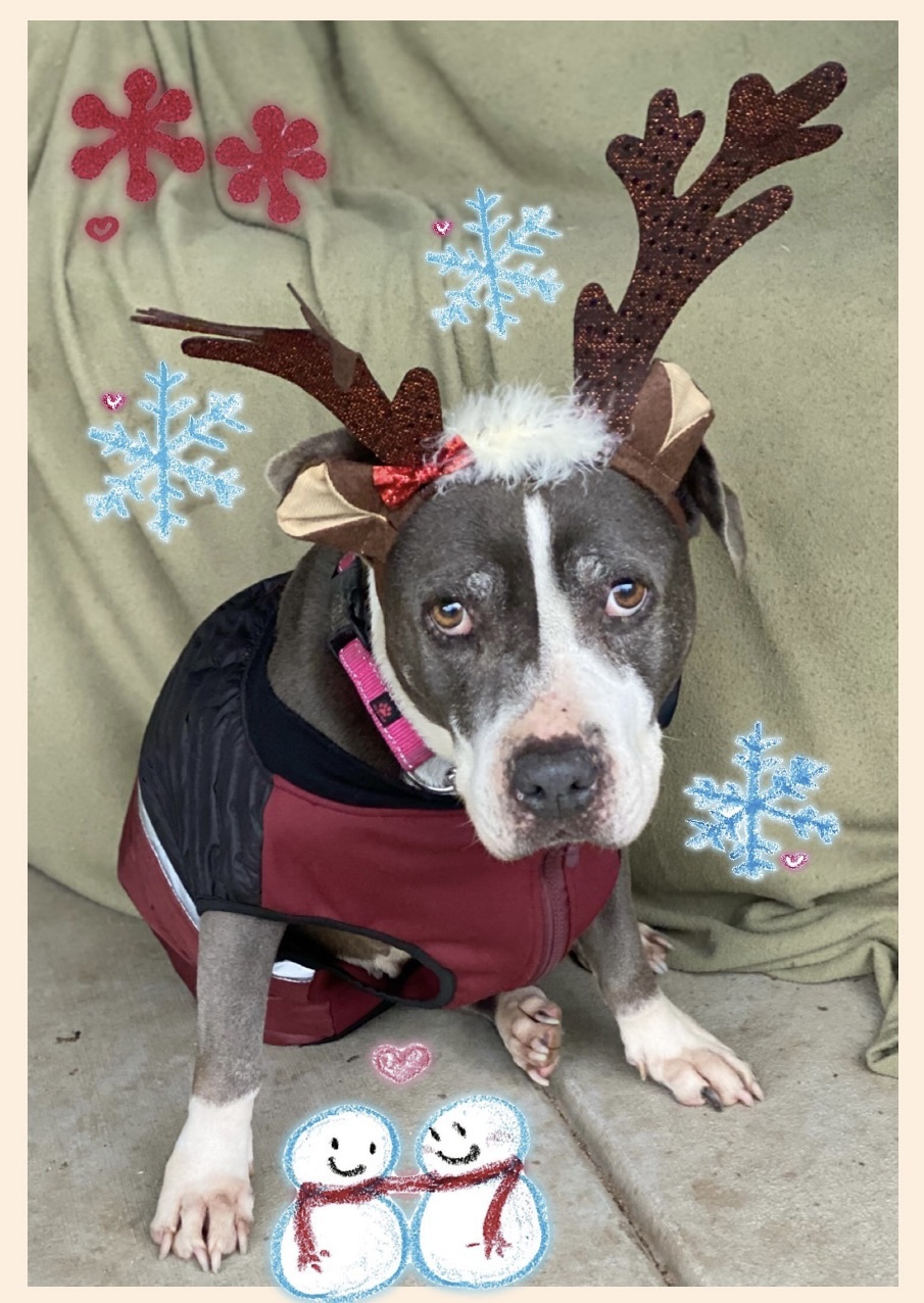 Dutchess, an adoptable American Staffordshire Terrier, American Bully in Madera, CA, 93636 | Photo Image 4