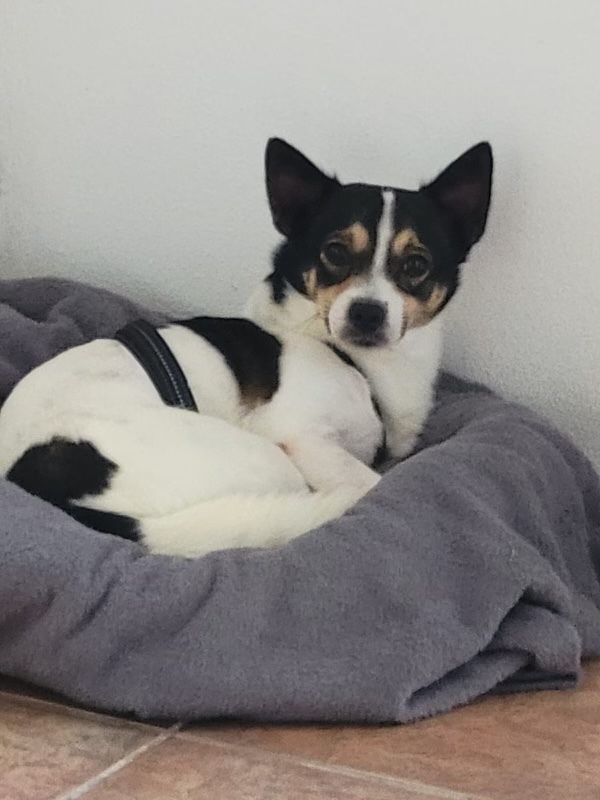 Black and white corgi hot sale mix