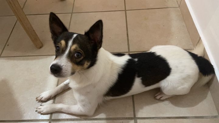 Chihuahua corgi mix store black