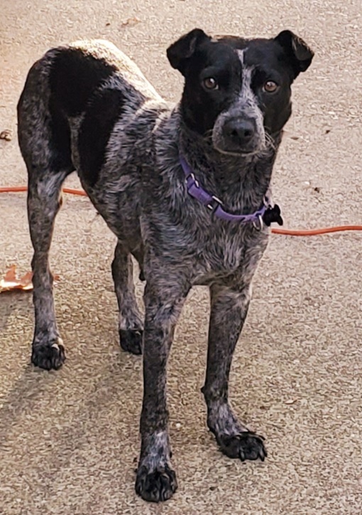 Annie  PA, an adoptable Australian Cattle Dog / Blue Heeler in Pittsburgh , PA_image-1
