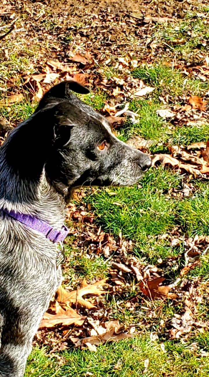 Annie  PA, an adopted Australian Cattle Dog / Blue Heeler in Pittsburgh , PA_image-3