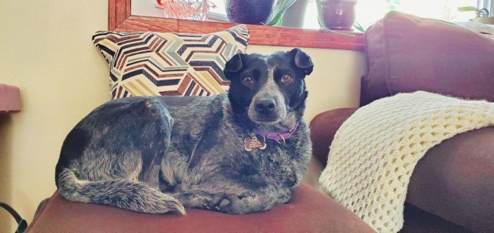 Annie  PA, an adopted Australian Cattle Dog / Blue Heeler in Pittsburgh , PA_image-4