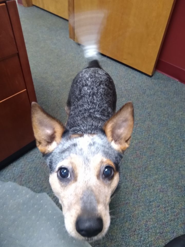 Stella, an adopted Australian Cattle Dog / Blue Heeler in Prospect, CT_image-3
