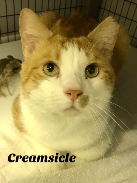 Creamsicle, an adopted Domestic Short Hair in Warminster, PA_image-1