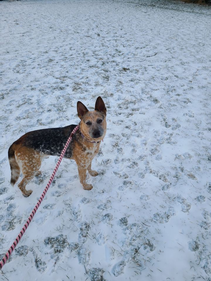 Maebelle, an adopted Australian Cattle Dog / Blue Heeler in Canandaigua, NY_image-2