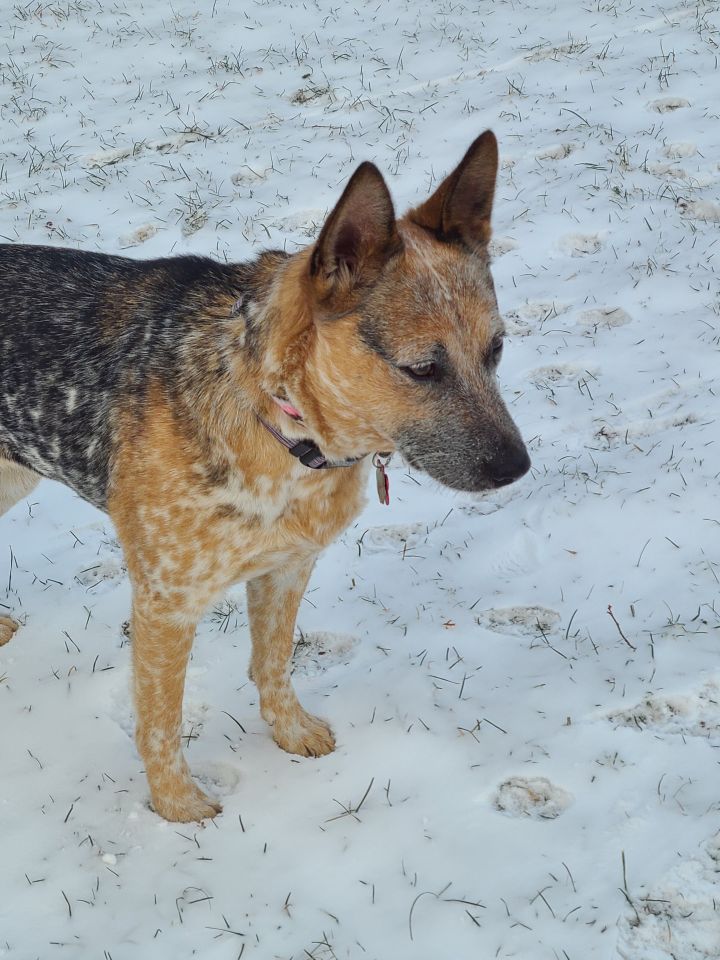Maebelle, an adopted Australian Cattle Dog / Blue Heeler in Canandaigua, NY_image-4