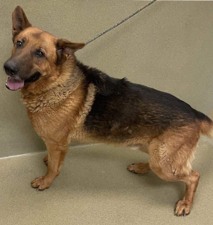 Ruger ID 39871, an adopted German Shepherd Dog in Petaluma, CA_image-2