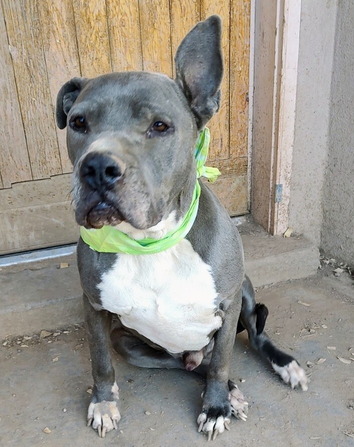 THOR, an adoptable American Staffordshire Terrier in Pena Blanca, NM, 87041 | Photo Image 3